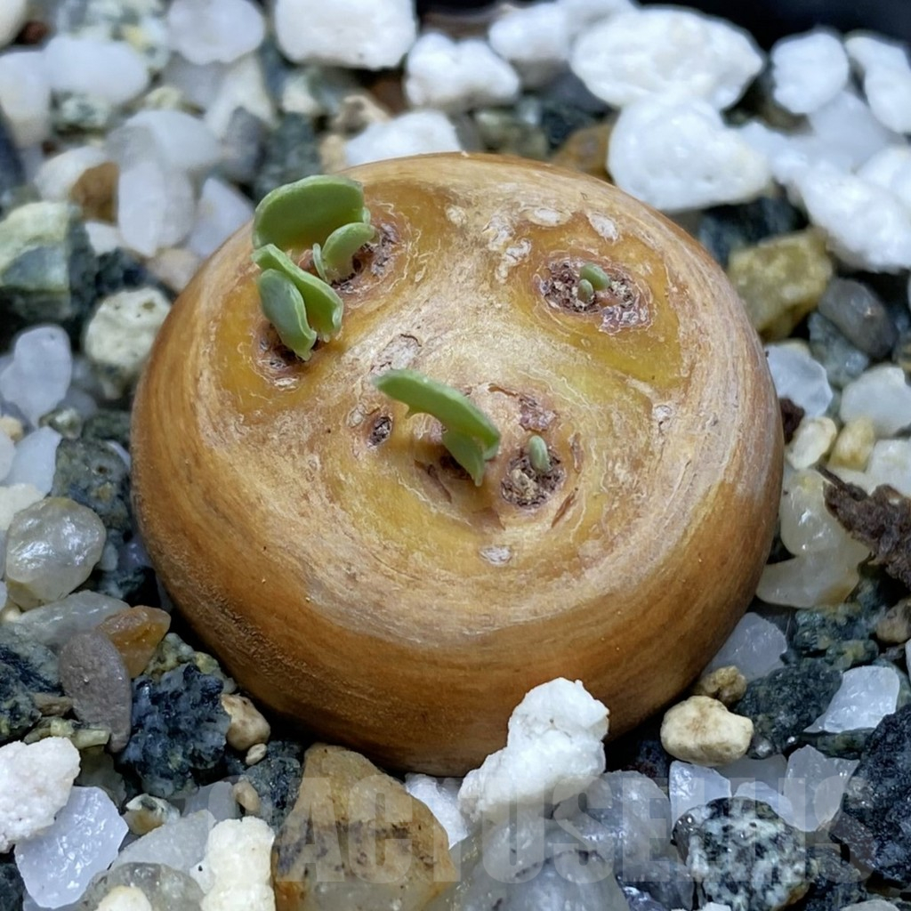 SH16957 Othonna cacalioides