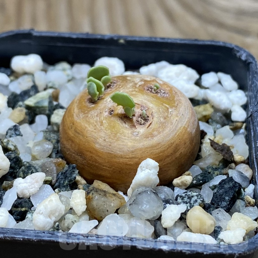 SH16957 Othonna cacalioides - Image 2