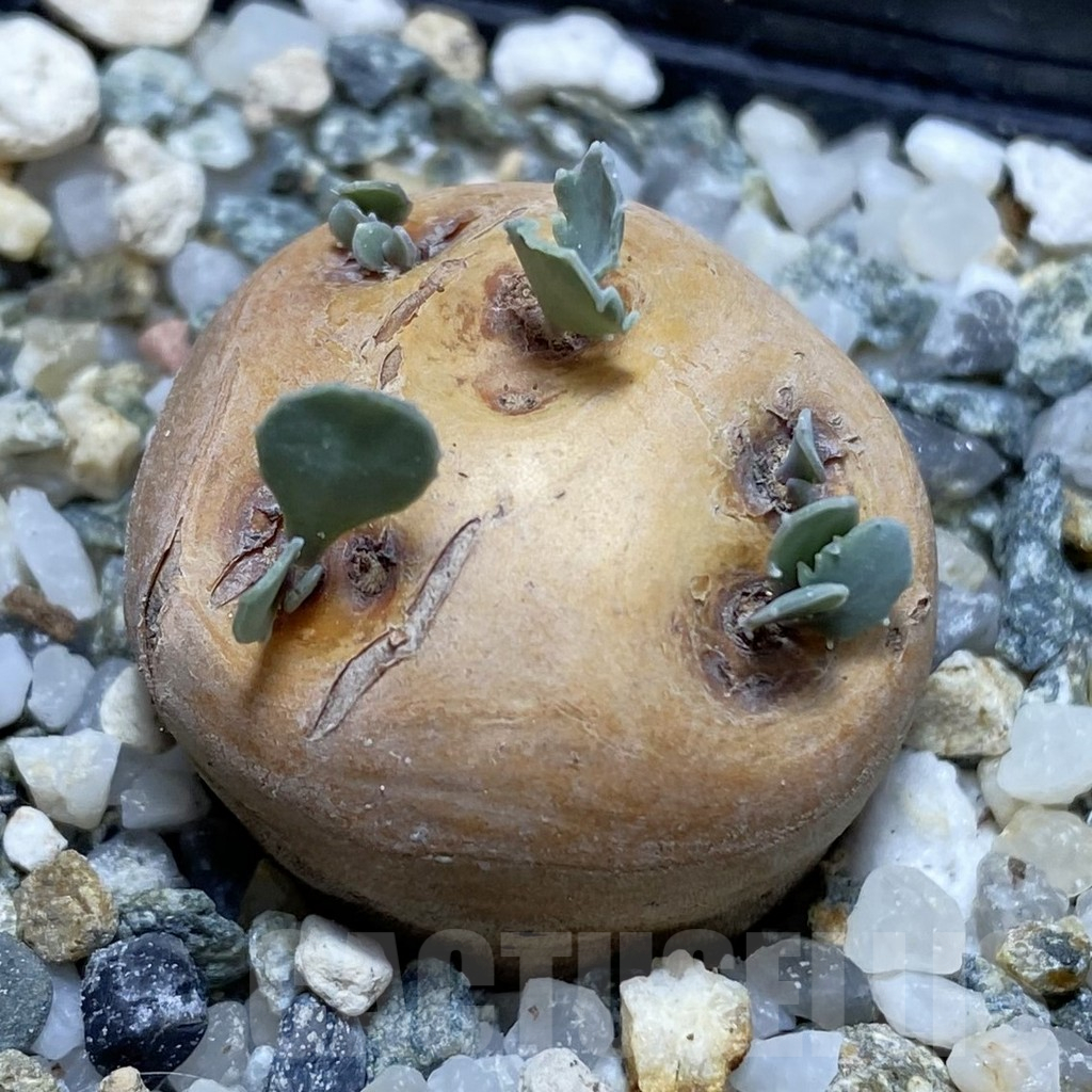 SH16958 Othonna cacalioides