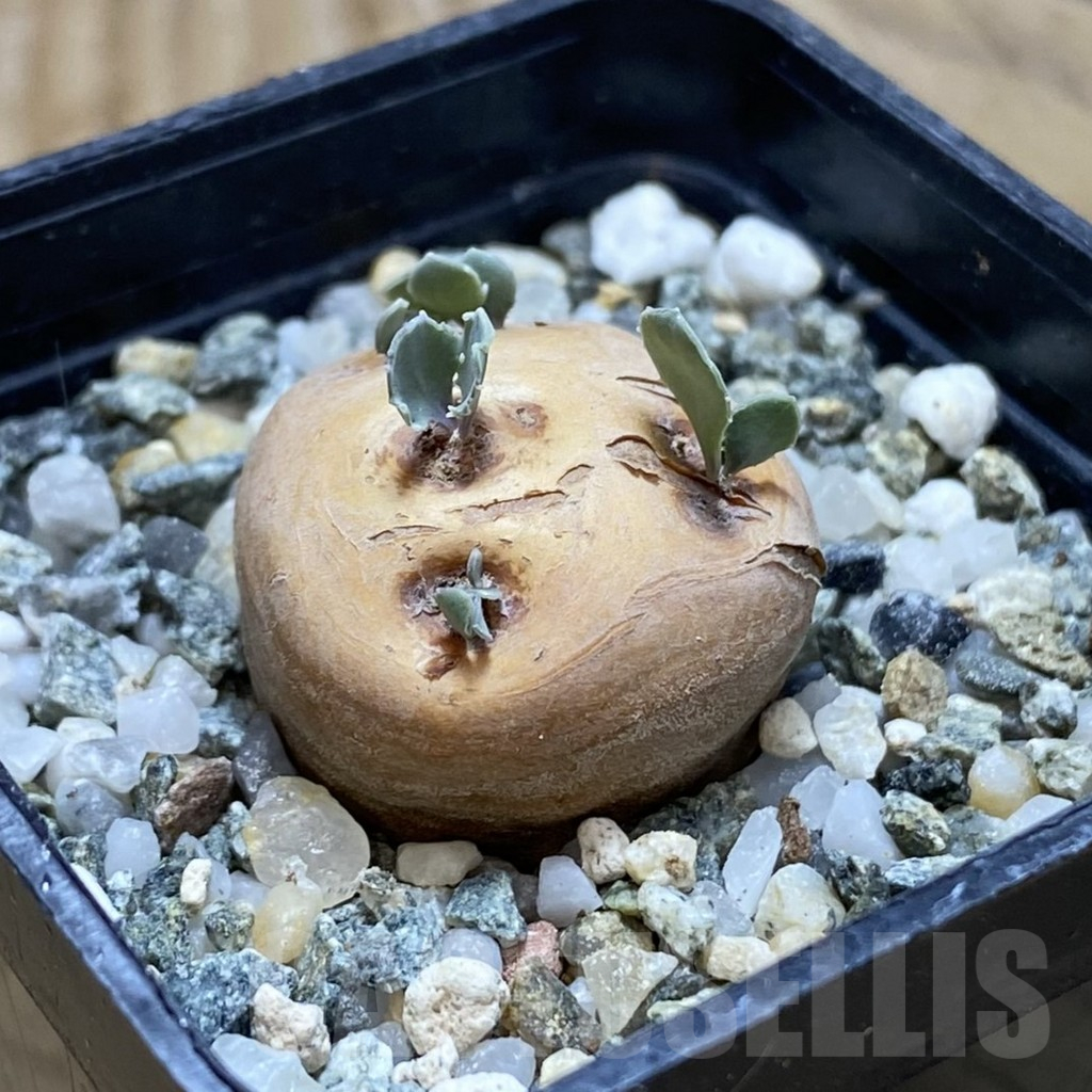 SH16958 Othonna cacalioides - Imagen 2