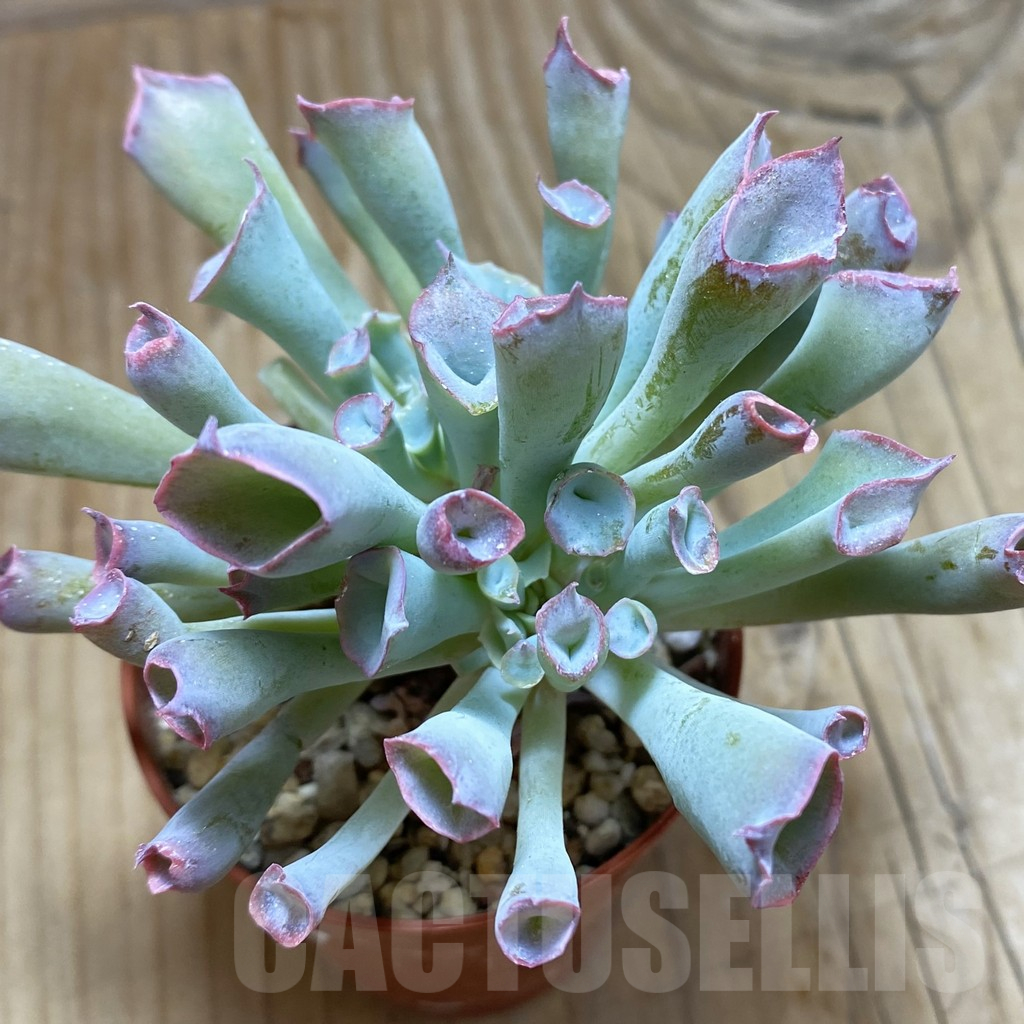 SH16947 Echeveria 'Trumpet'