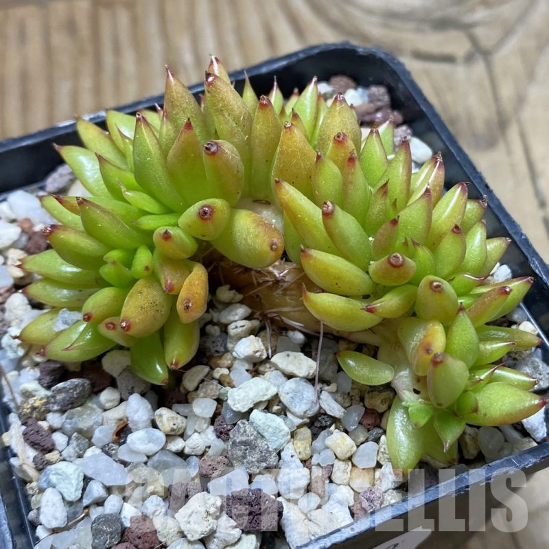 SH16962 Echeveria agavoides f. cristata