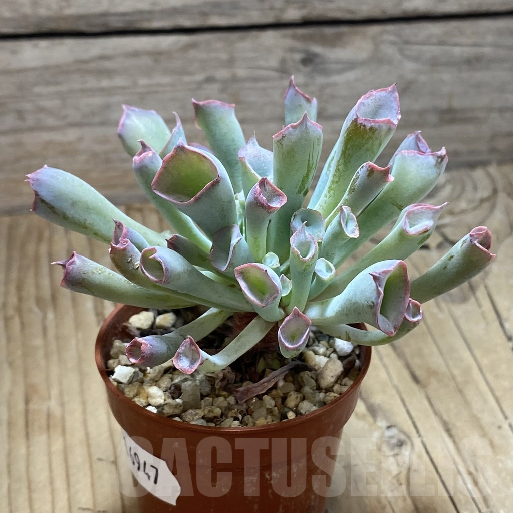SH16947 Echeveria 'Trumpet' - Image 2