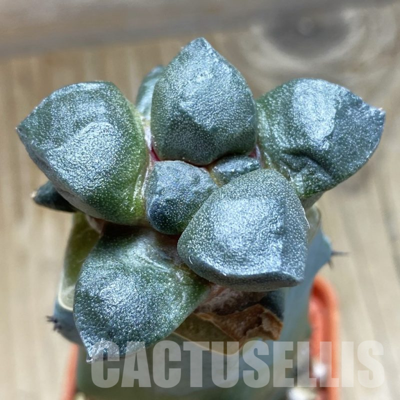 SH16970 Ariocarpus fissuratus ssp. lloydii, grafted