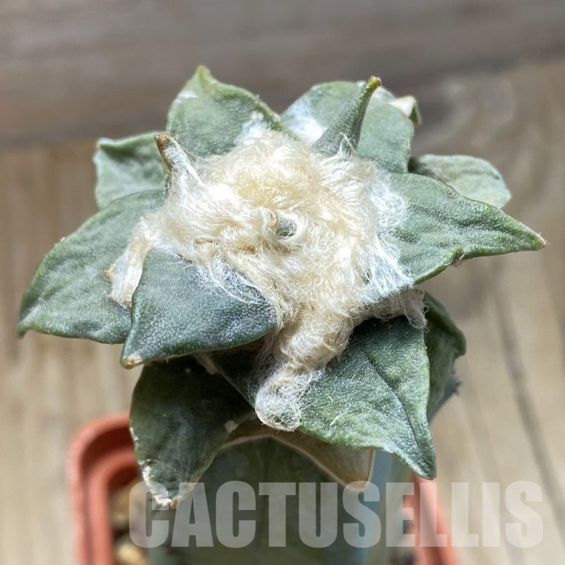 SH16971 Ariocarpus retusus hybrid, grafted