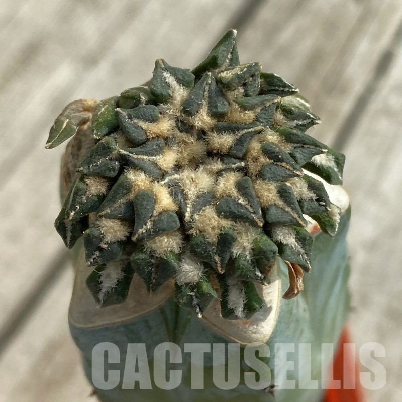 SH16972 Ariocarpus kotschoubeyanus v. macdowellii, grafted