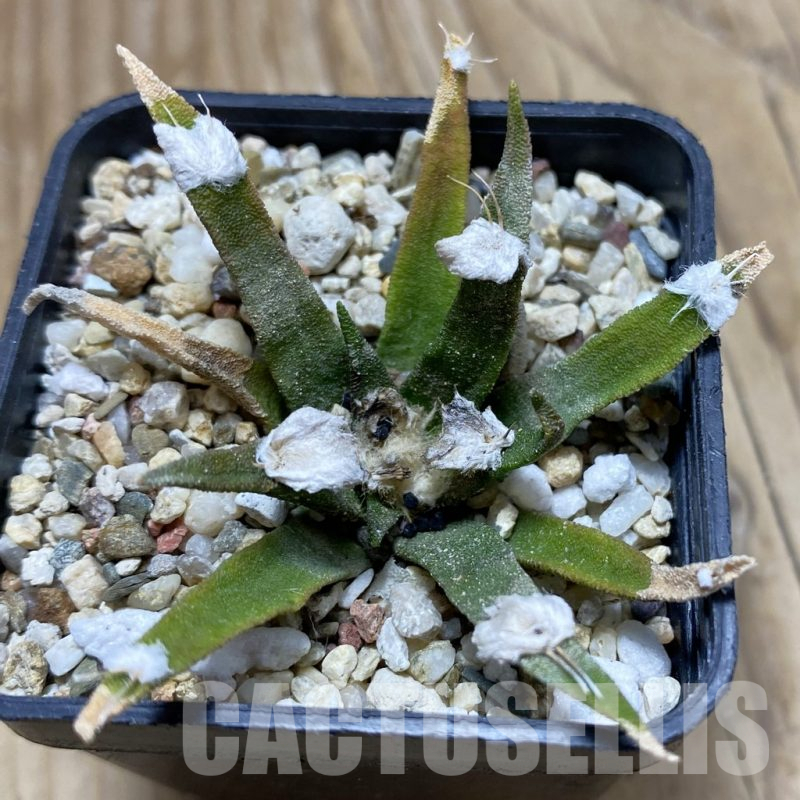 SH16975 Ariocarpus agavoides, old 8 years
