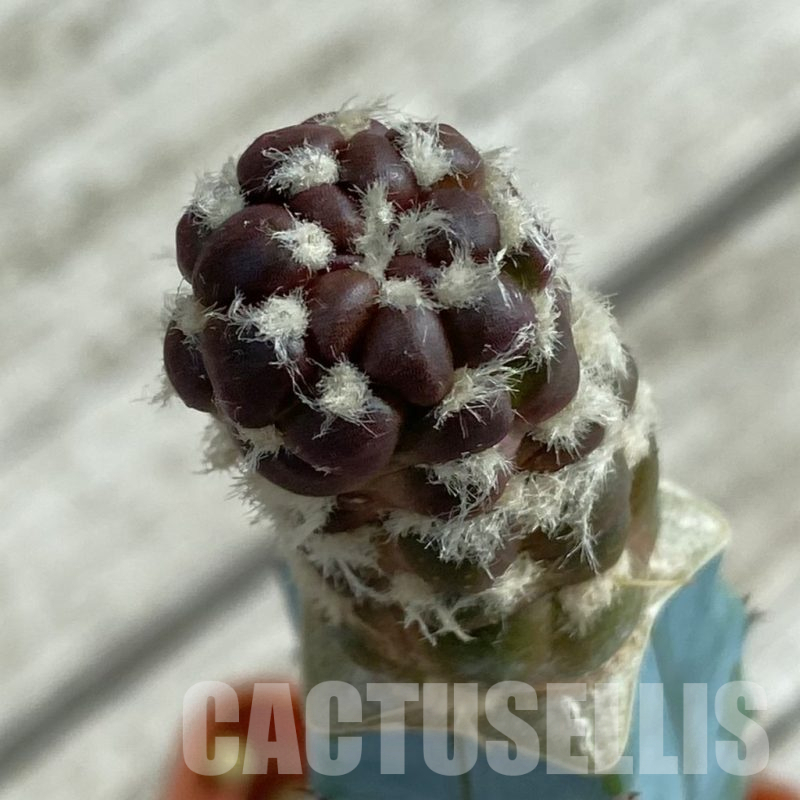 SH16978 Cintia knizei, grafted