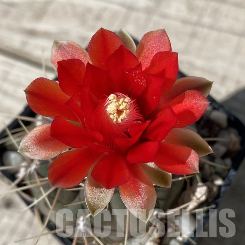 SH17181 Gymnocalycium baldianum v.longispinus