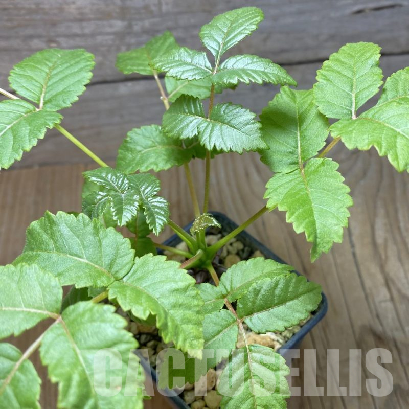 SH17057 Beiselia mexicana