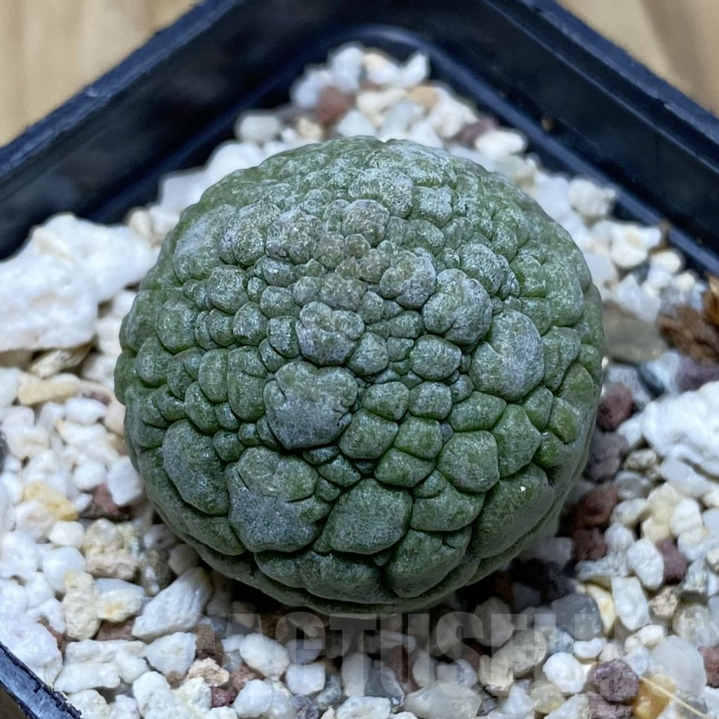 SH17087 Pseudolithos migiurtinus