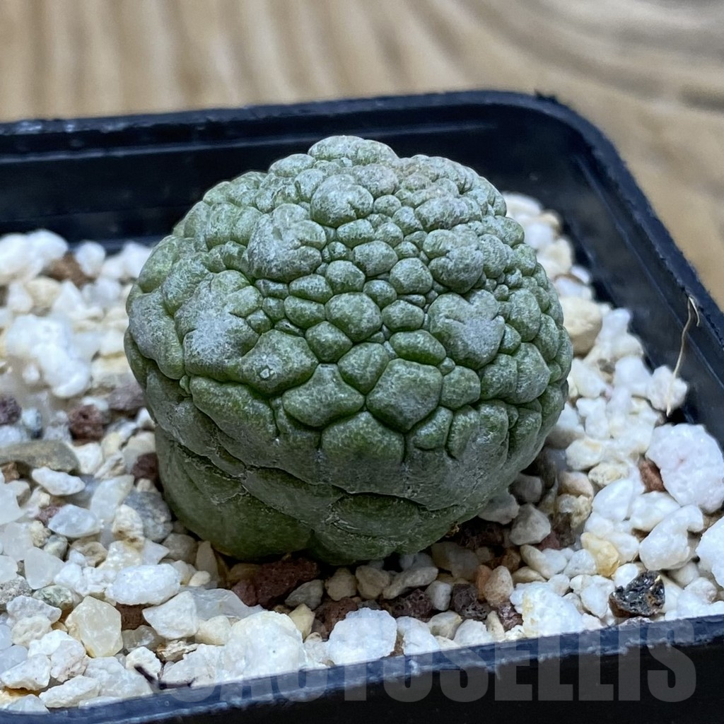 SH17087 Pseudolithos migiurtinus - immagine 2
