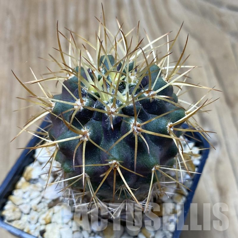 SH17090 Eriosyce curvispina