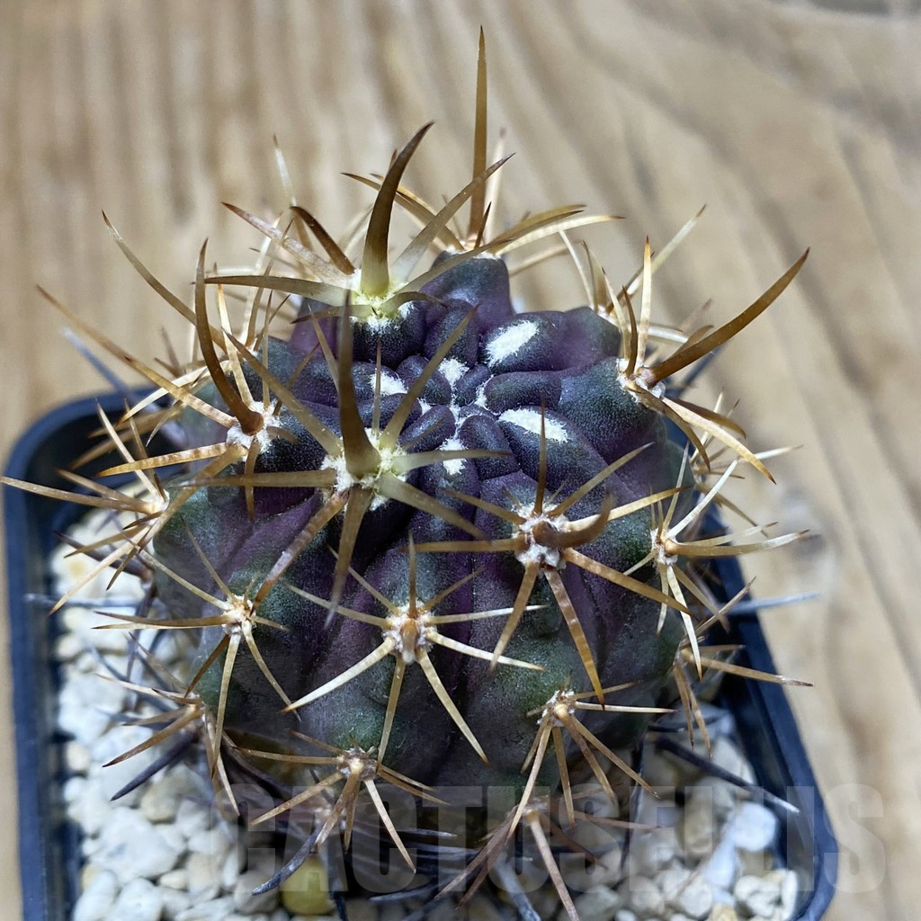 SH17091 Eriosyce curvispina