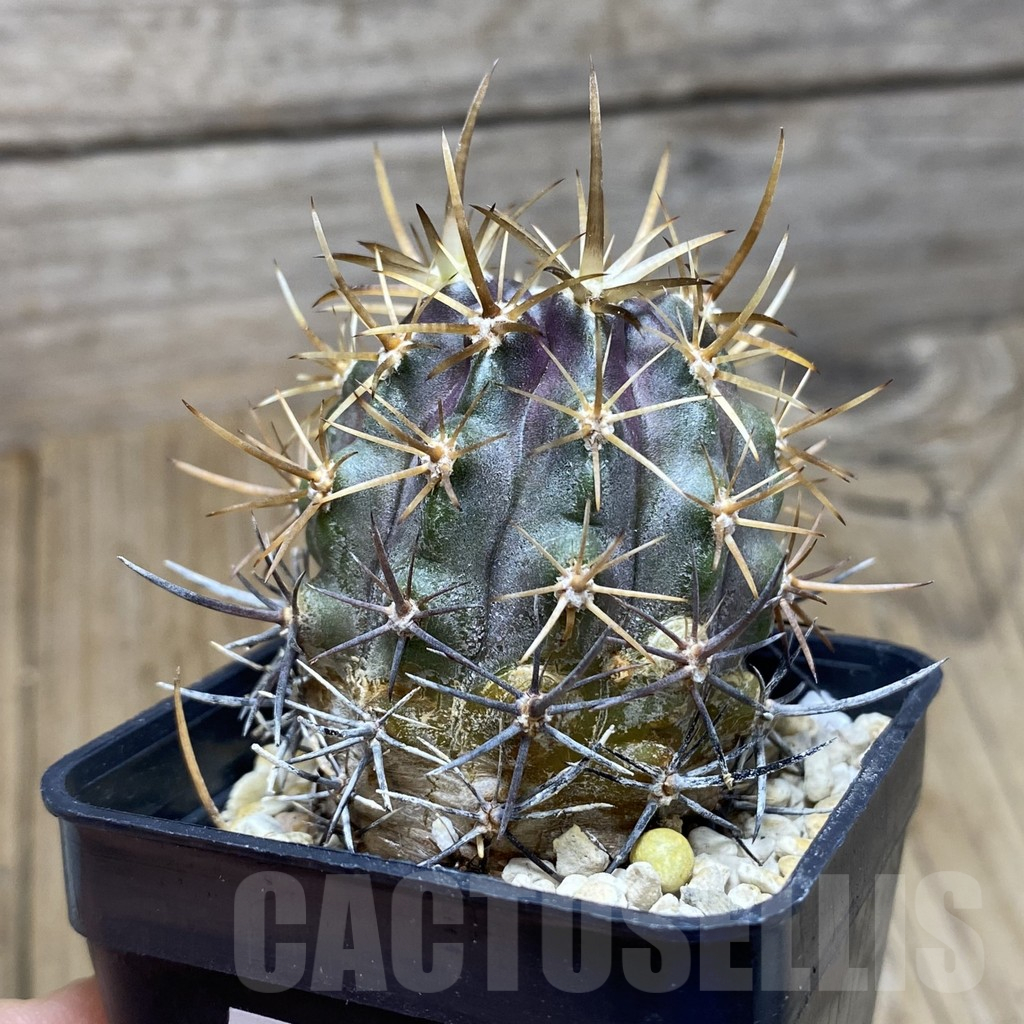 SH17091 Eriosyce curvispina - Imagen 2