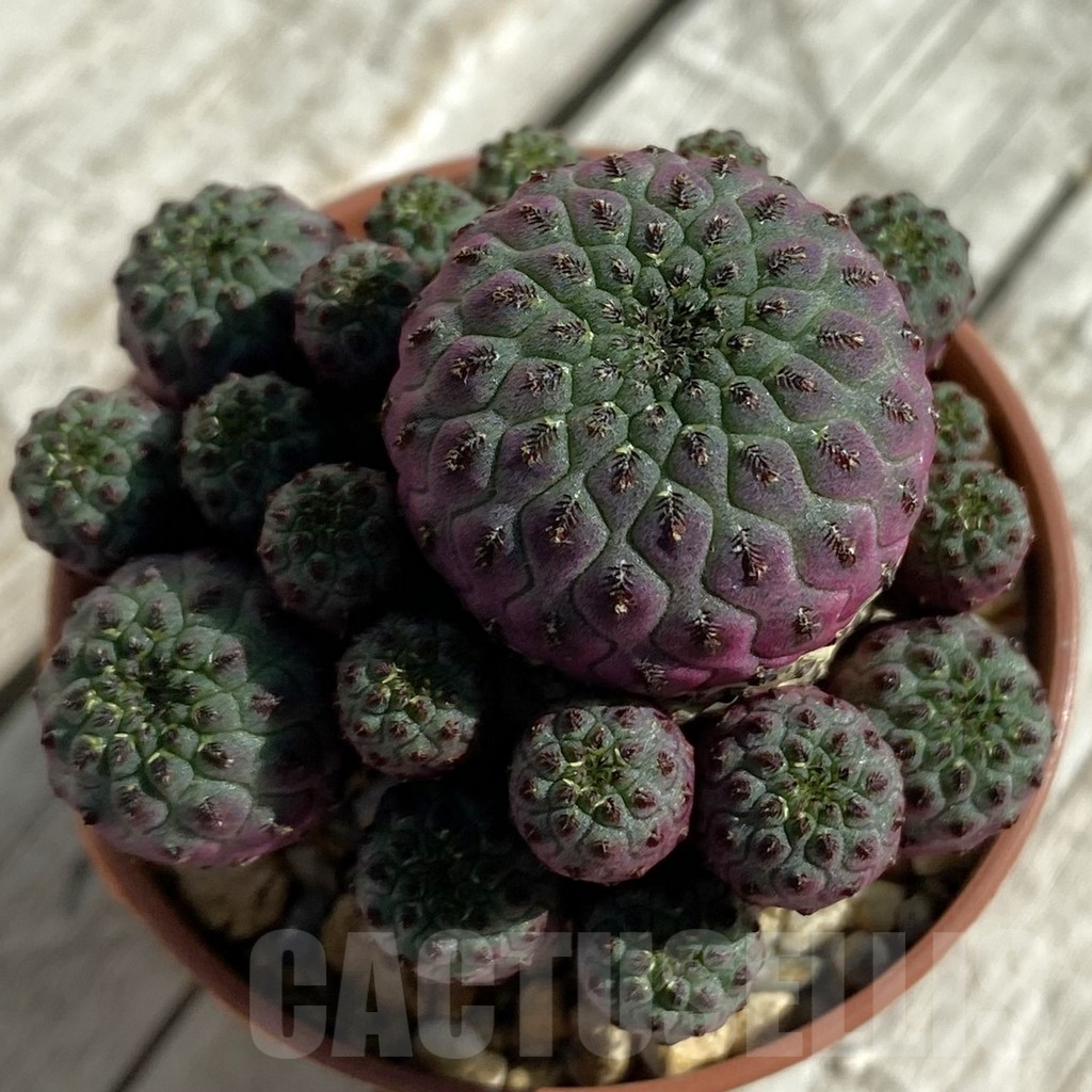 SH17092 Sulcorebutia rauschii