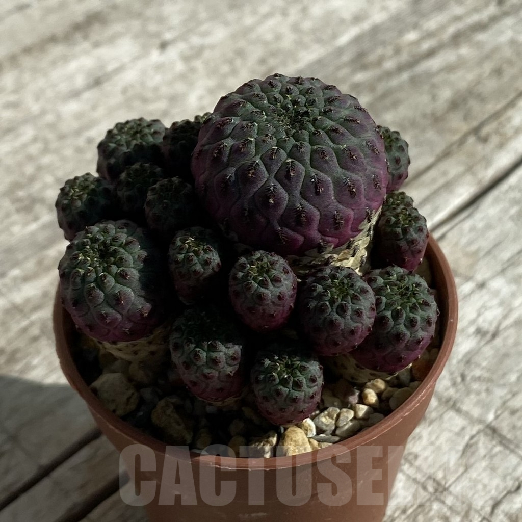 SH17092 Sulcorebutia rauschii - immagine 2