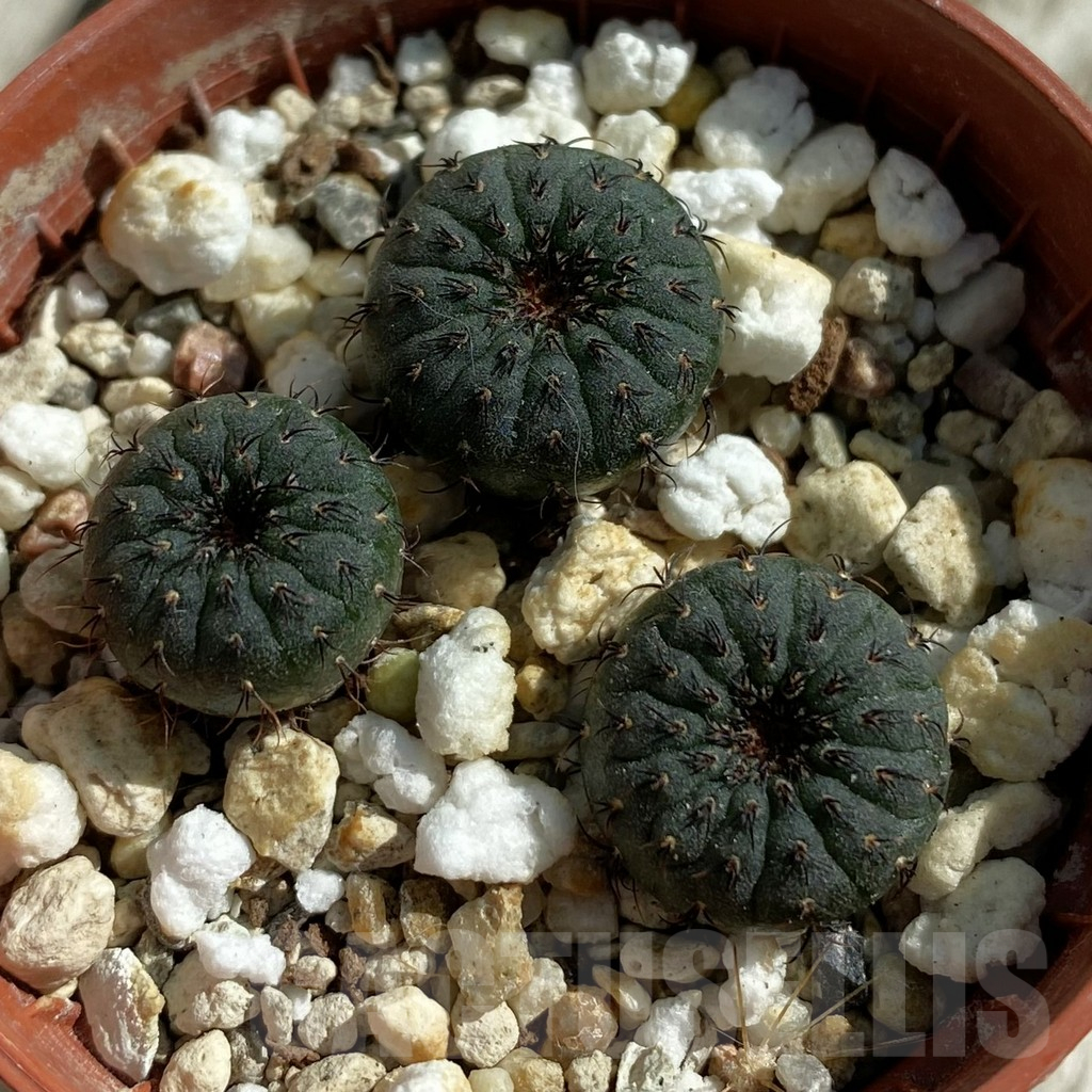 SH17094 Frailea asterioides, 3 plants