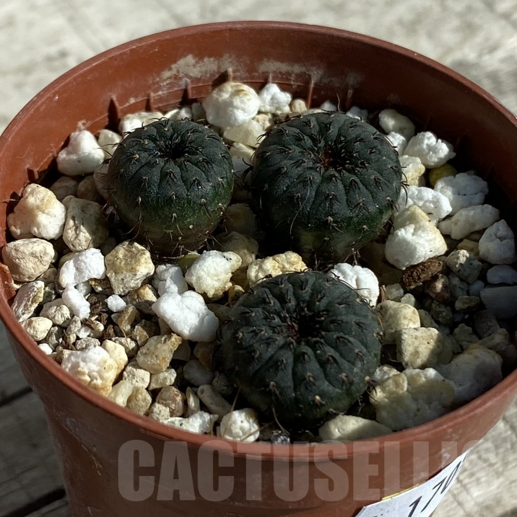 SH17094 Frailea asterioides, 3 plants - Imagen 2