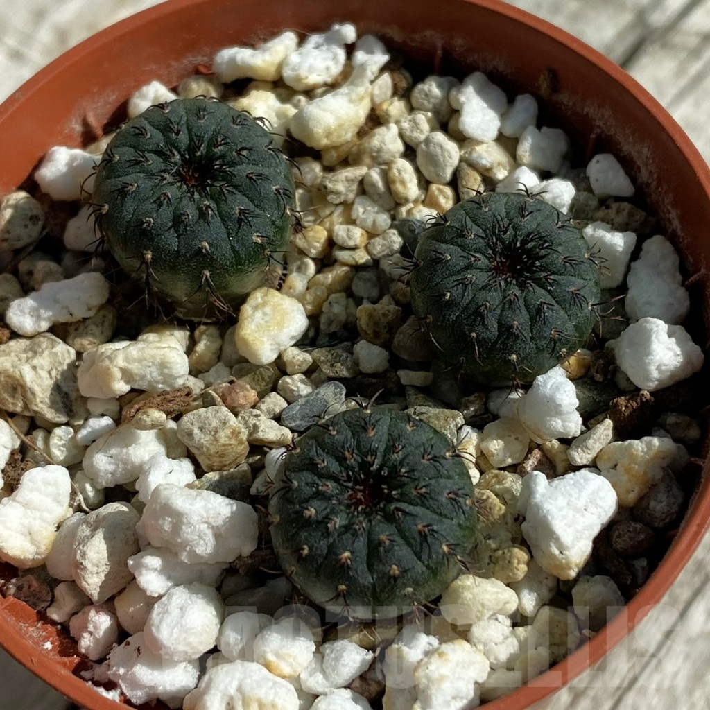 SH17095 Frailea asterioides, 3 plants