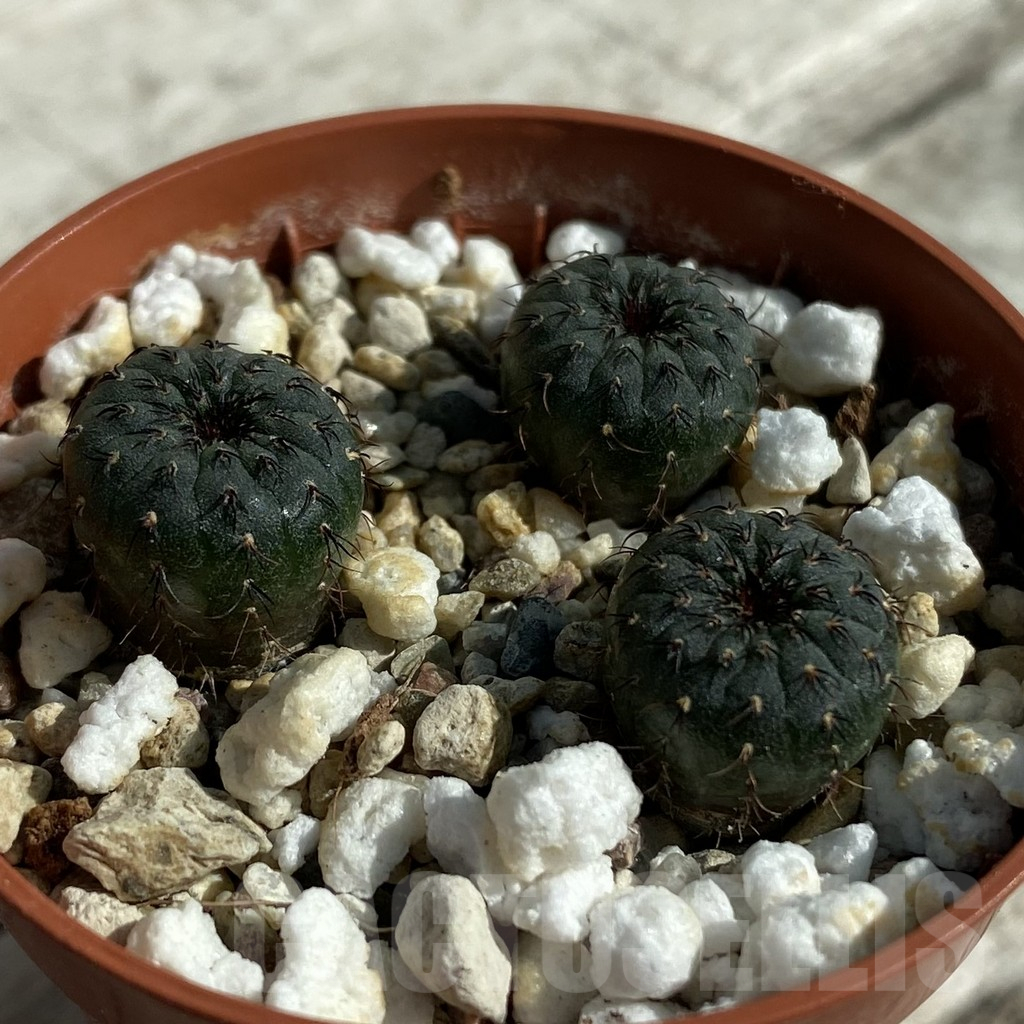 SH17095 Frailea asterioides, 3 plants – Image 2