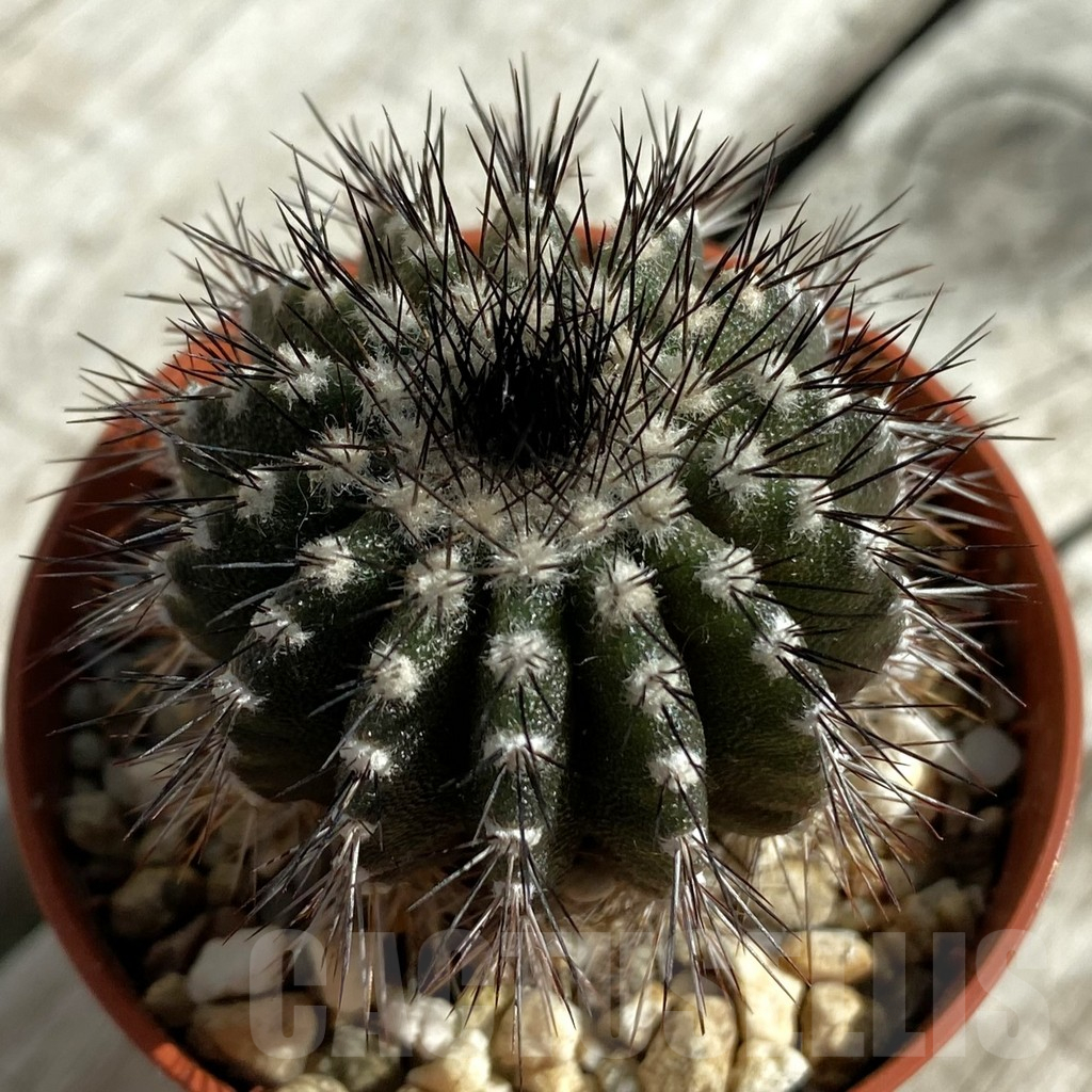 SH17096 Uebelmannia pectinifera, own roots