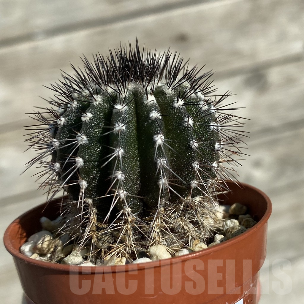 SH17096 Uebelmannia pectinifera, own roots - Image 2