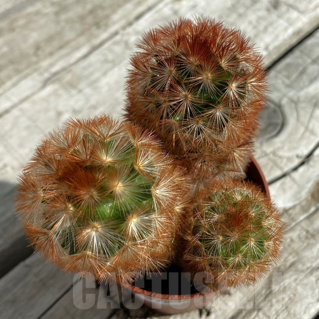 SH17098 Mammillaria carmenae f. rubrispina
