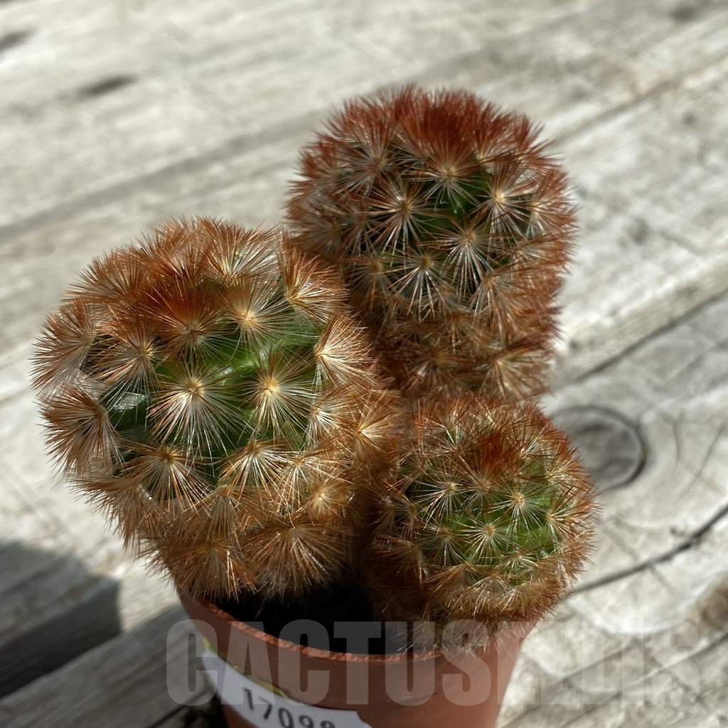 SH17098 Mammillaria carmenae f. rubrispina - immagine 2