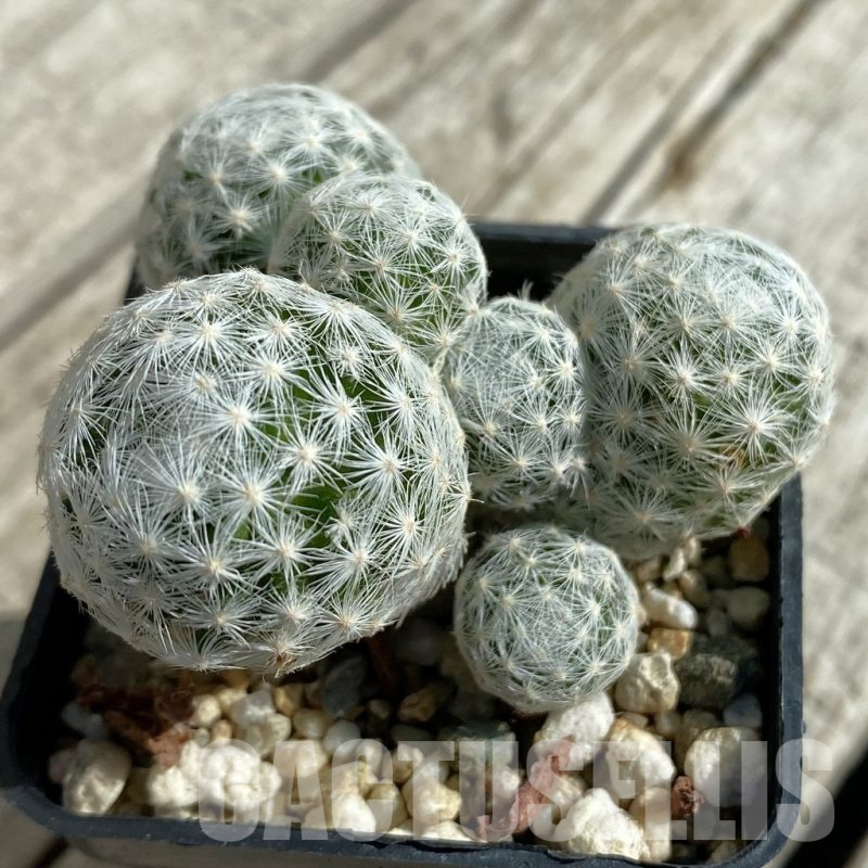 SH17101 Mammillaria humboldtii v. caespitosa