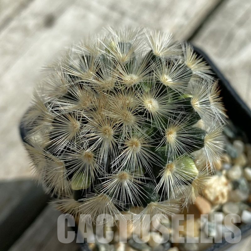 SH17102 Mammillaria carmenae hybrid, seedling