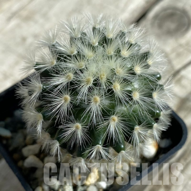 SH17103 Mammillaria carmenae hybrid, seedling