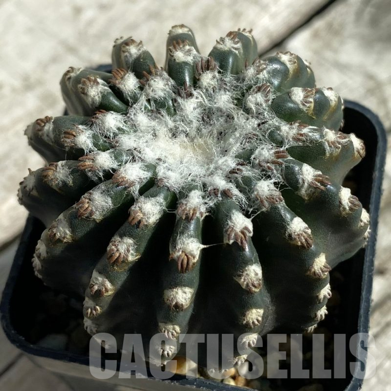 SH17104 Discocactus horstii