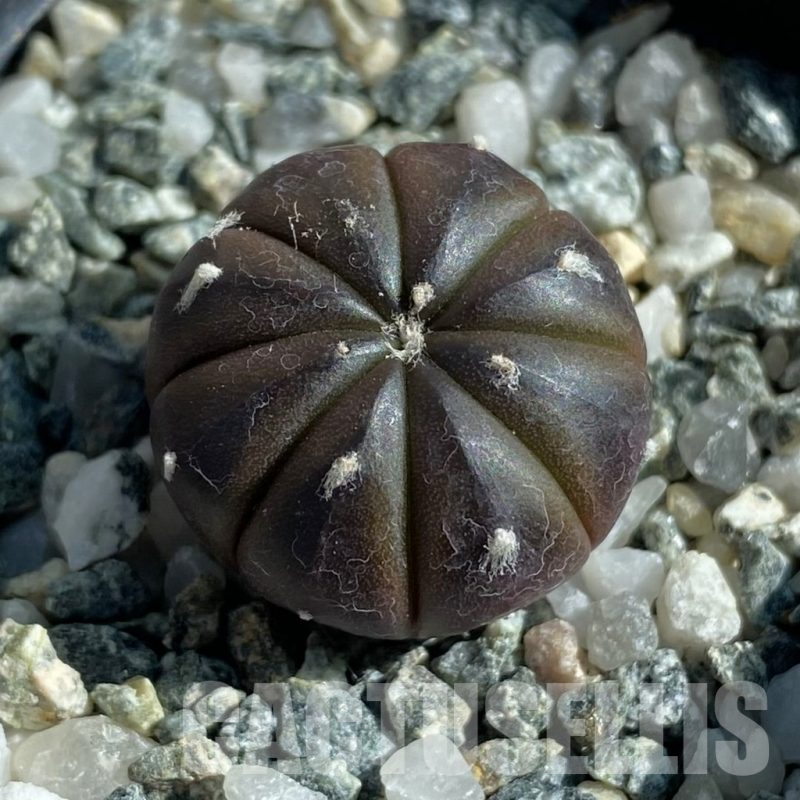 SH17107 Astrophytum asterias ‘Purple Skin’