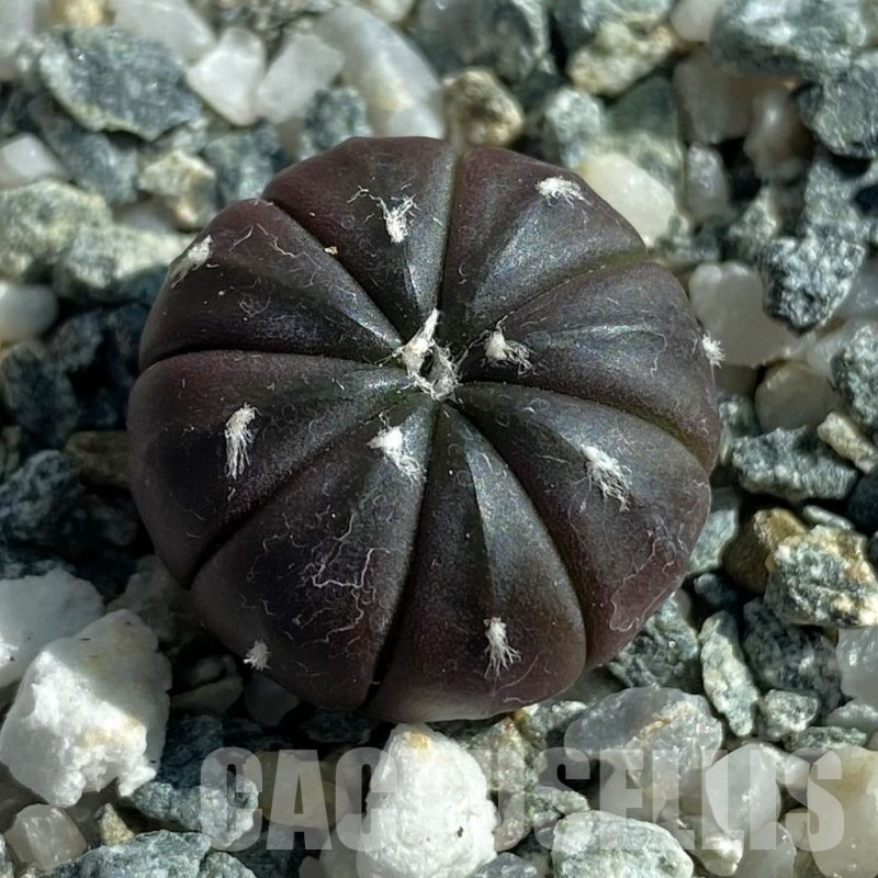 SH17108 Astrophytum asterias ‘Purple Skin’