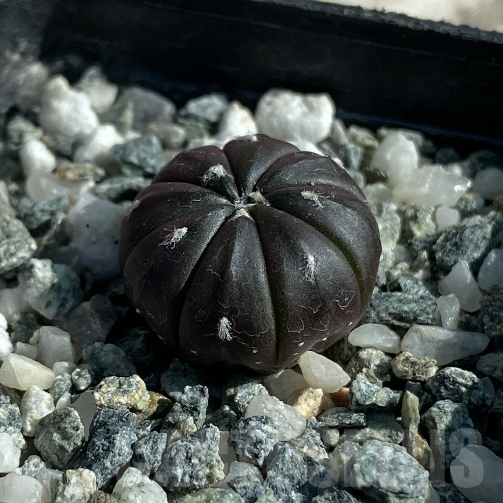 SH17108 Astrophytum asterias ‘Purple Skin’ - immagine 2