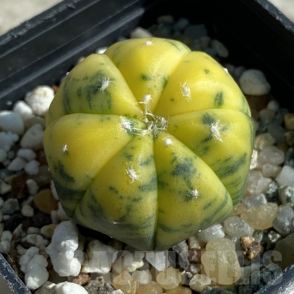 SH17109 Astrophytum asterias f. variegata