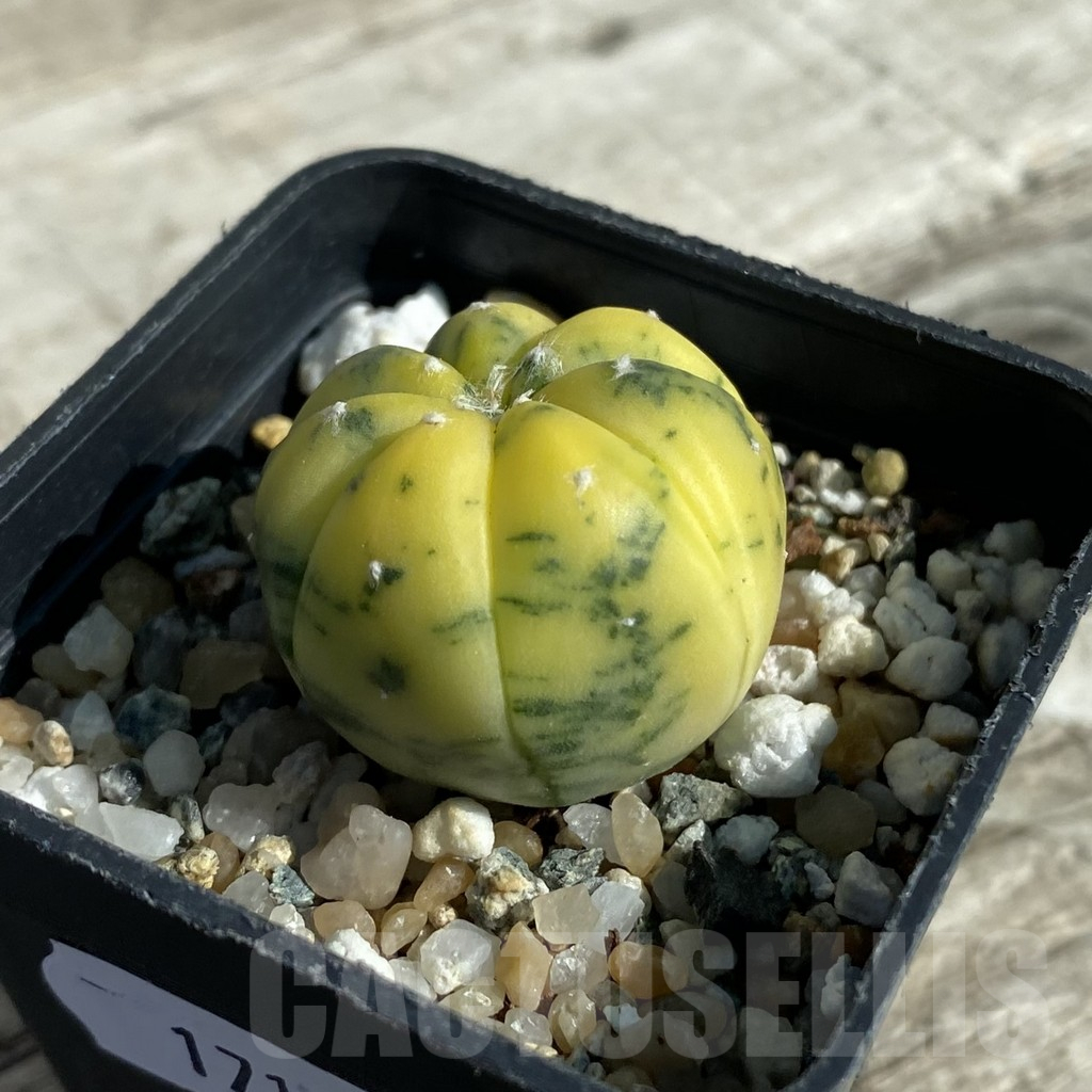 SH17109 Astrophytum asterias f. variegata - immagine 2