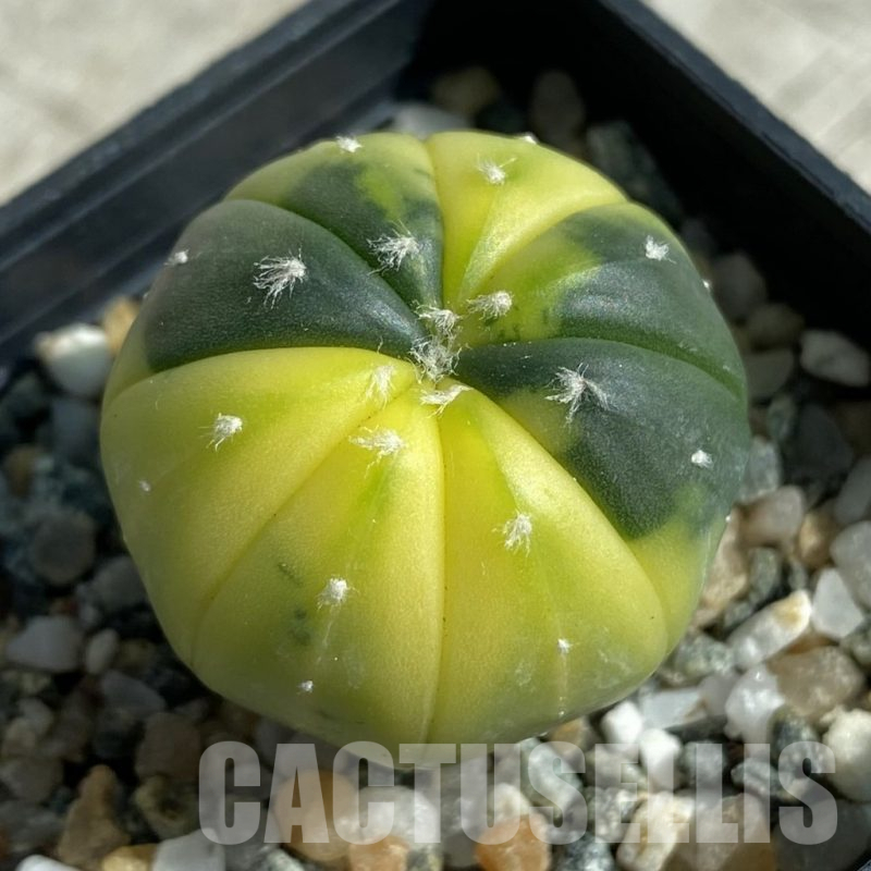 SH17110 Astrophytum asterias f. variegata