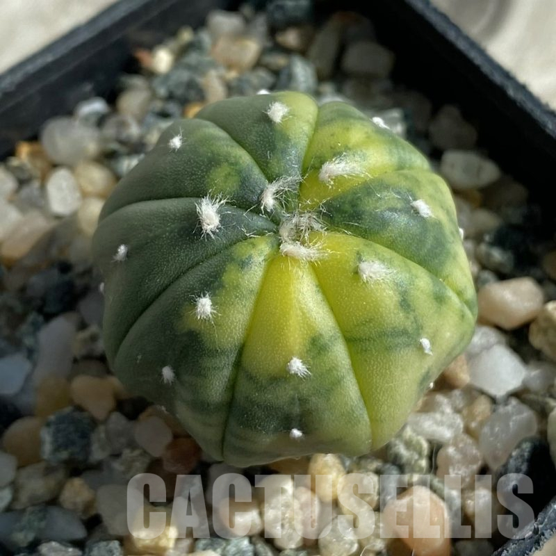 SH17111 Astrophytum asterias f. variegata