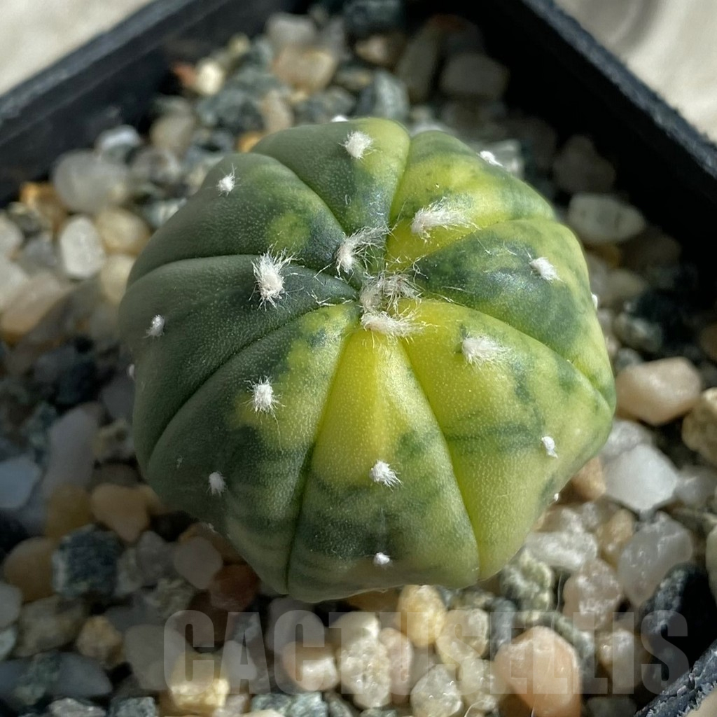 SH17111 Astrophytum asterias f. variegata