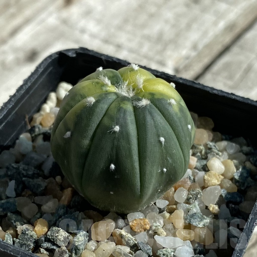 SH17111 Astrophytum asterias f. variegata - immagine 2