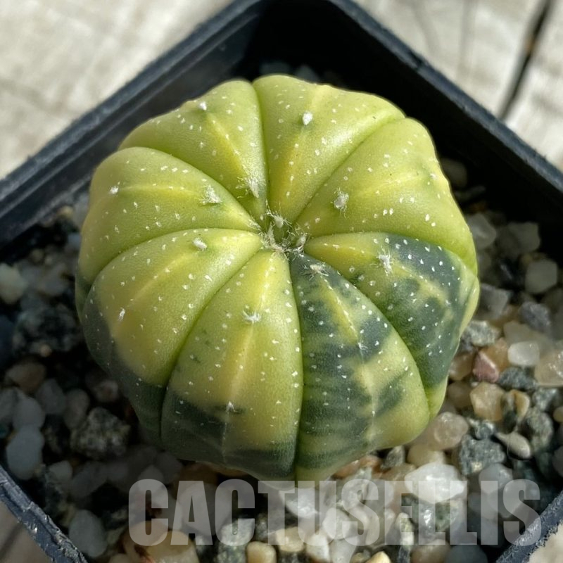 SH17112 Astrophytum asterias f. variegata