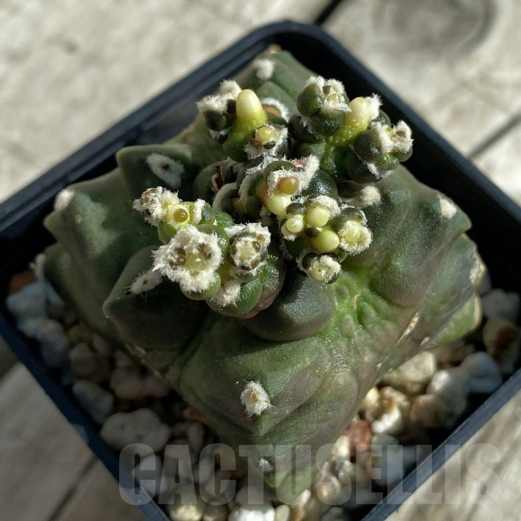 SH17115 Gymnocalycium mihanovichii ‘Transformer’