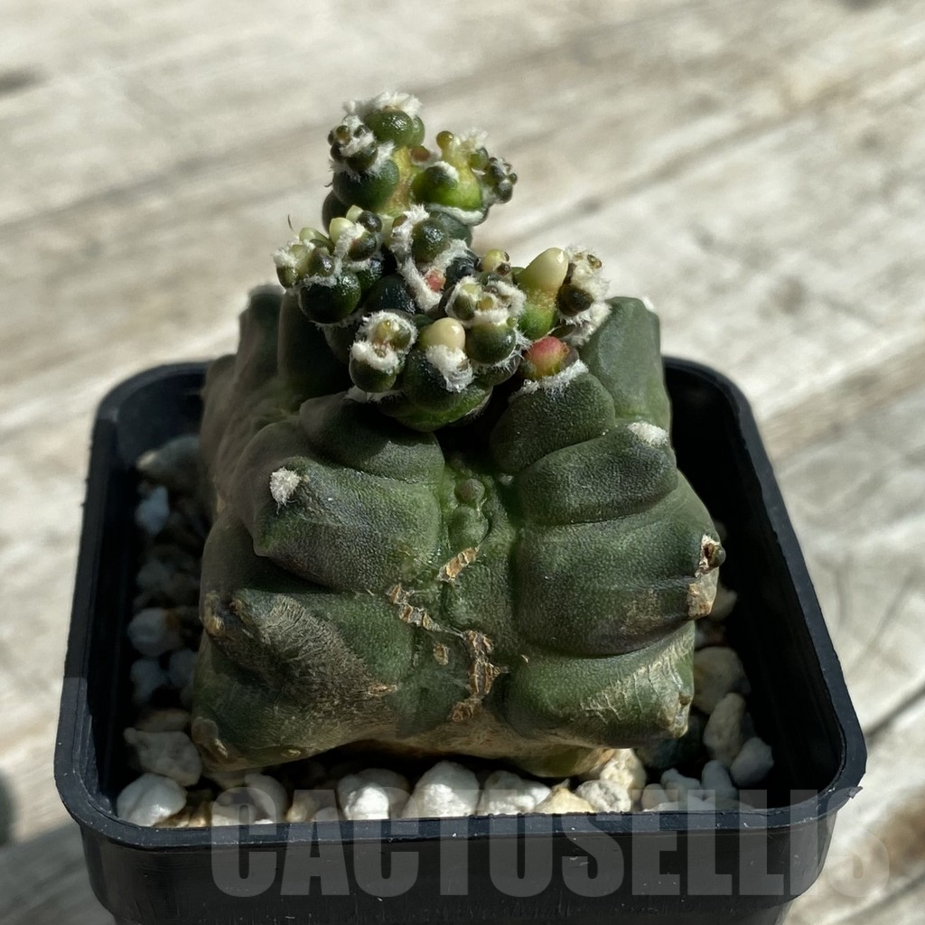 SH17115 Gymnocalycium mihanovichii ‘Transformer’ - Image 2