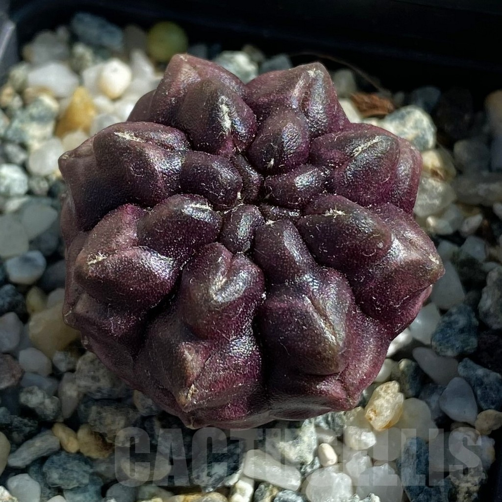 SH17116 Gymnocalycium mihanovichii ‘Day Dream’, seedling