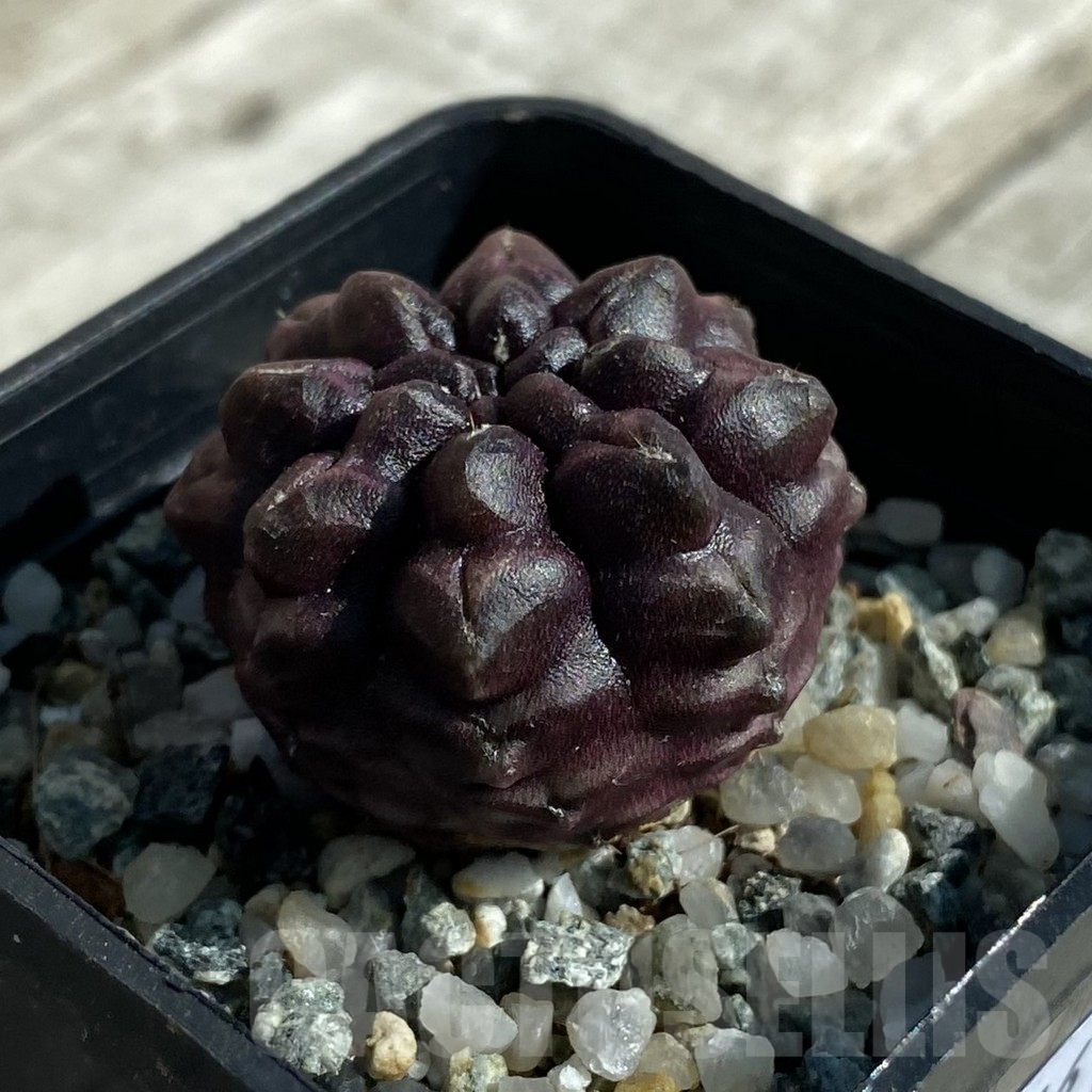 SH17116 Gymnocalycium mihanovichii ‘Day Dream’, seedling - Imagen 2