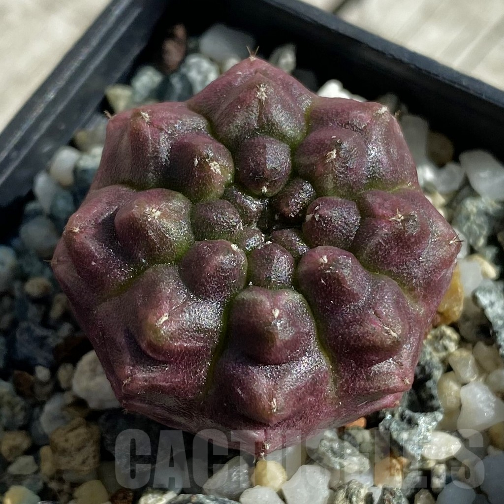 SH17117 Gymnocalycium mihanovichii ‘Day Dream’, seedling