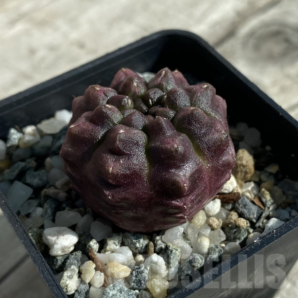SH17117 Gymnocalycium mihanovichii ‘Day Dream’, seedling - Image 2