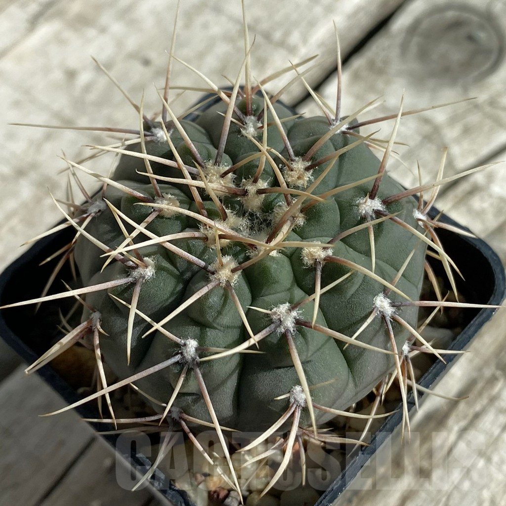 SH17120 Gymnocalycium ochoterenae GN 101-253